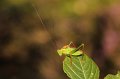 40 struiksprinkhaan Leptophyes punctatissima m De Hamert_resize